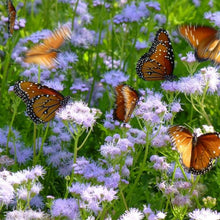 Load image into Gallery viewer, Monarch Champion Habitat Large Kit - Full Sun/Part Shade
