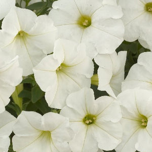 Petunia - Carpet White