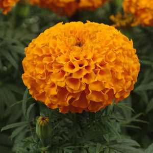 Marigold - Antigua Orange